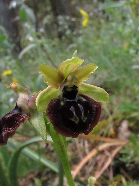 <i>Ophrys gravinensis</i> D'Alonzo