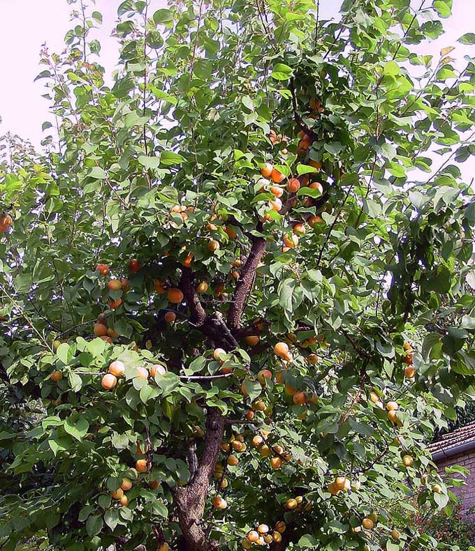 <i>Prunus armeniaca</i> L.