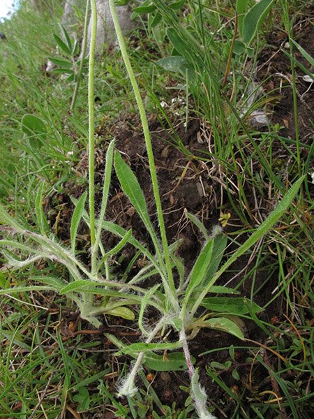 <i>Pilosella pseudopilosella</i> (Ten.) Soják subsp. <i>pseudopilosella</i>