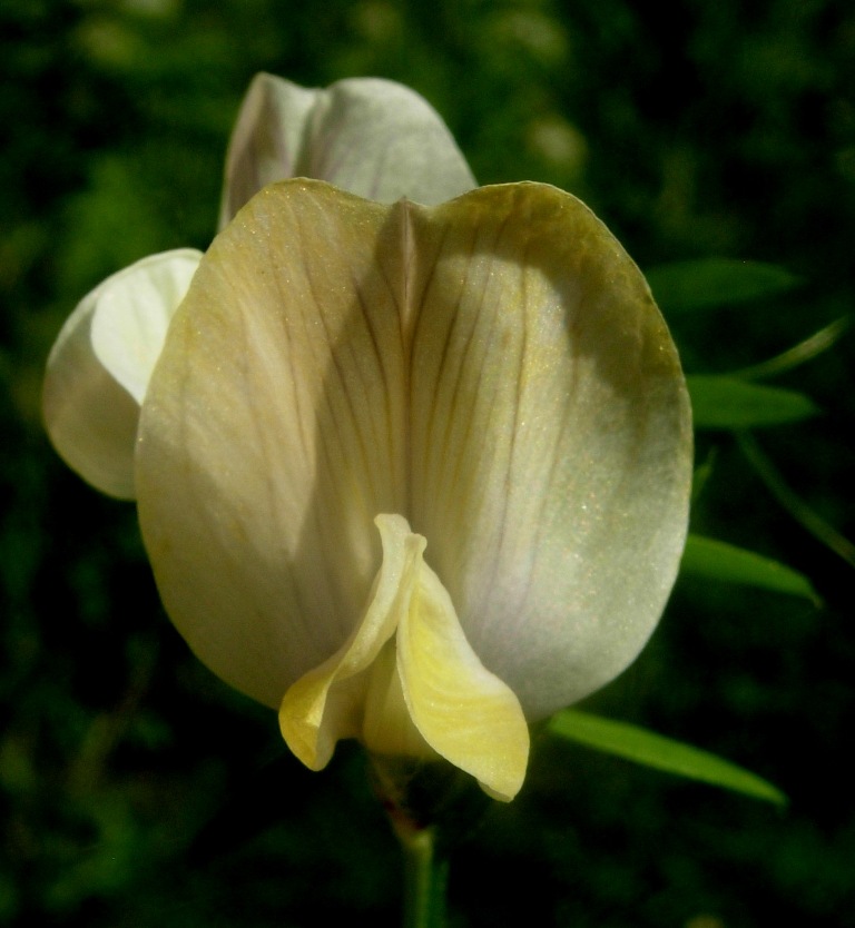 <i>Vicia grandiflora</i> Scop.