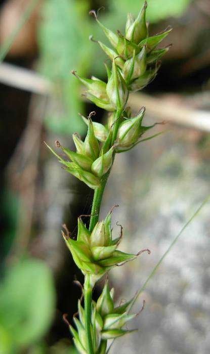 <i>Carex divulsa</i> Stokes