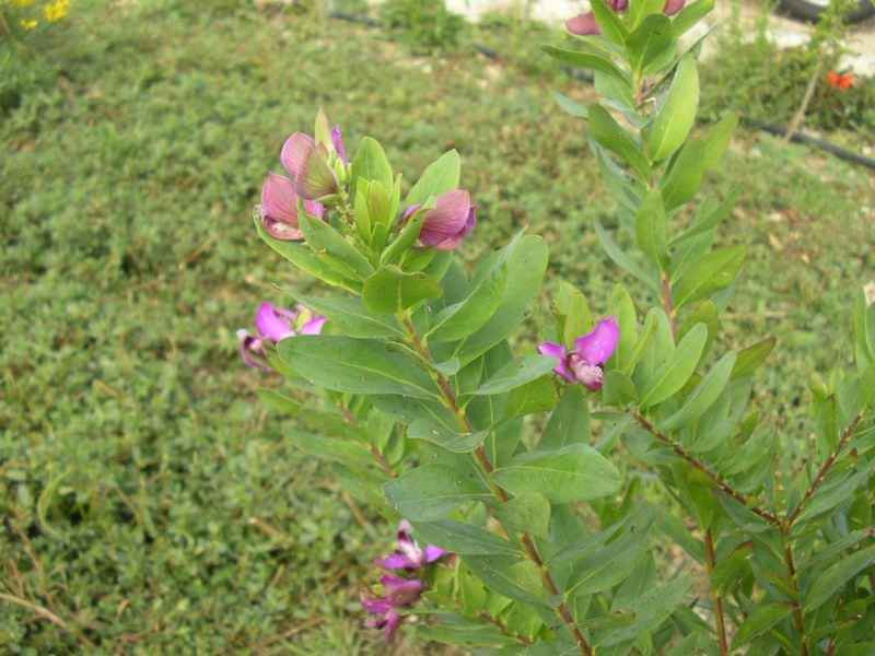 <i>Polygala myrtifolia</i> L.