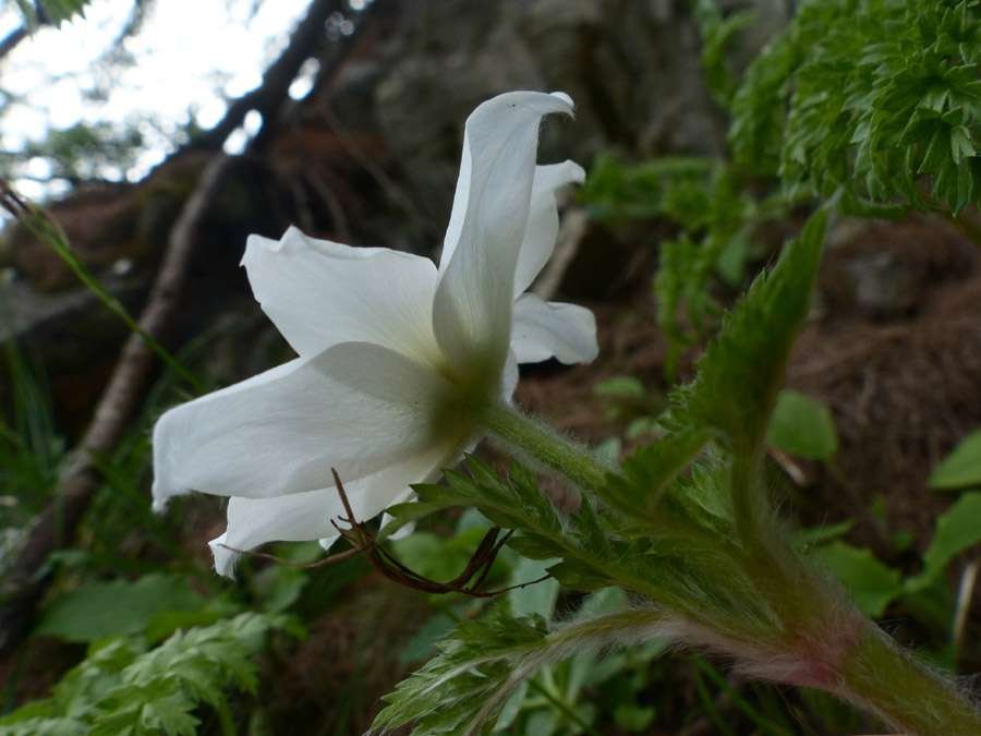 <i>Pulsatilla alpina</i> (L.) Delarbre subsp. <i>cottianaea</i> (Beauverd) D.M.Moser