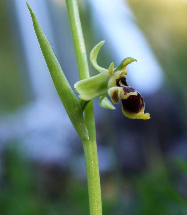 <i>Ophrys conradiae</i> Melki & Deschatres