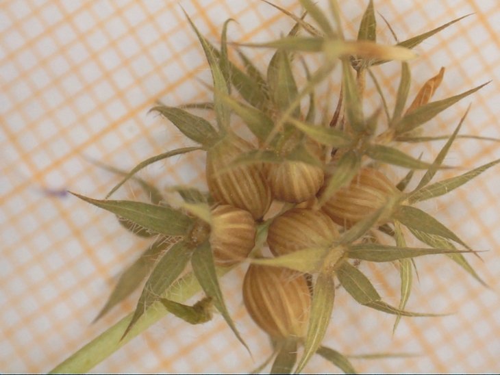 <i>Trifolium obscurum</i> Savi