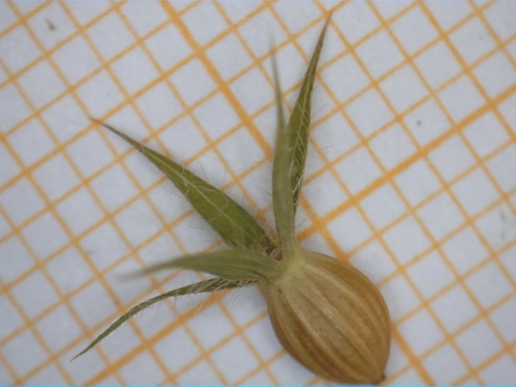 <i>Trifolium obscurum</i> Savi