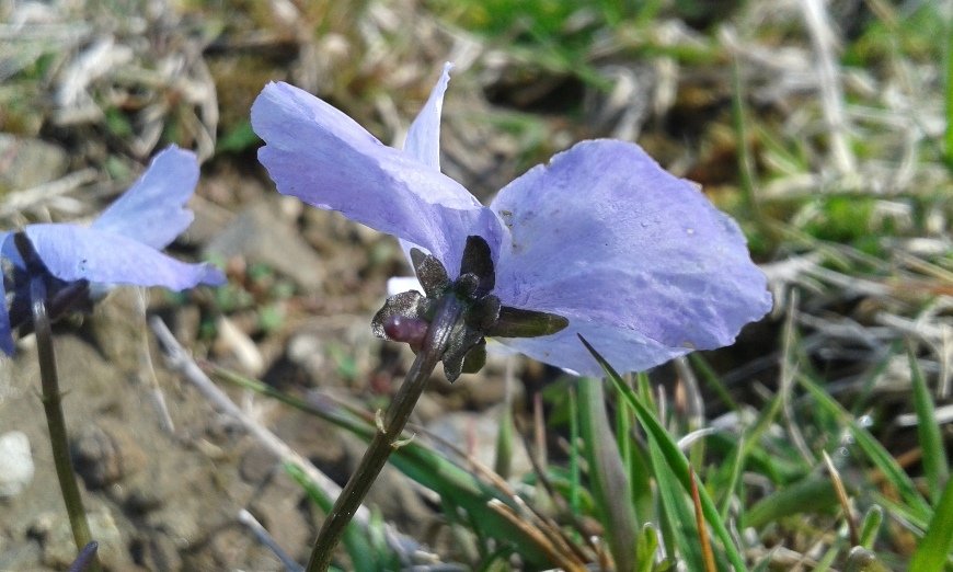 Viola ferrarinii Moraldo & Ricceri (b).jpg