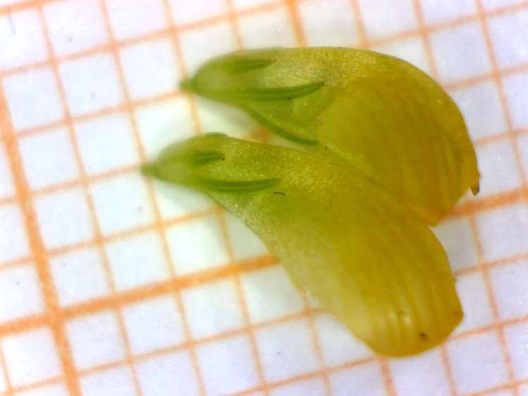 <i>Trifolium aureum</i> Pollich subsp. <i>aureum</i>