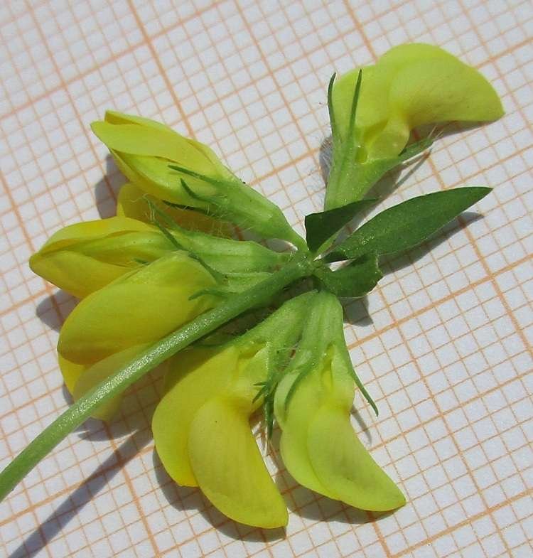 <i>Lotus corniculatus</i> L. subsp. <i>preslii</i> (Ten.) P.Fourn.