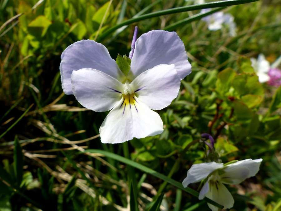 <i>Viola calcarata</i> L.