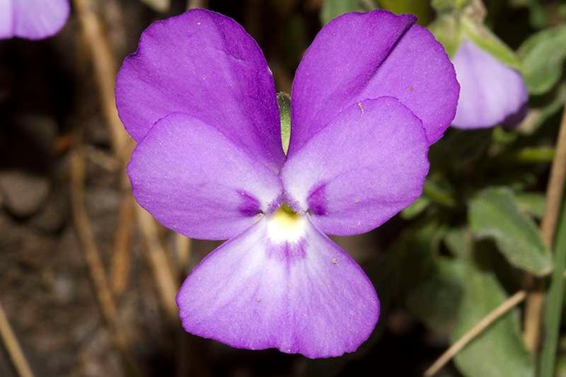 <i>Viola valderia</i> All.