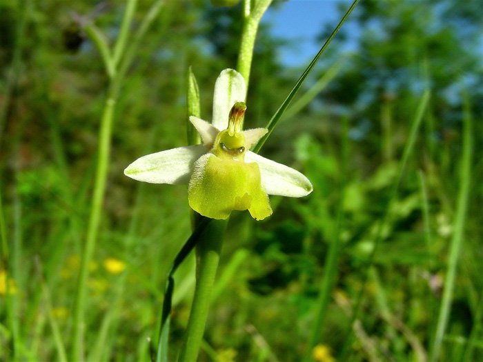 Ophrys tetraloniae - apocromia {F 6494}