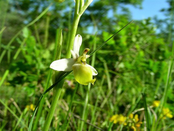 Ophrys tetraloniae - Apocromia - Foto Luigi Ghillani