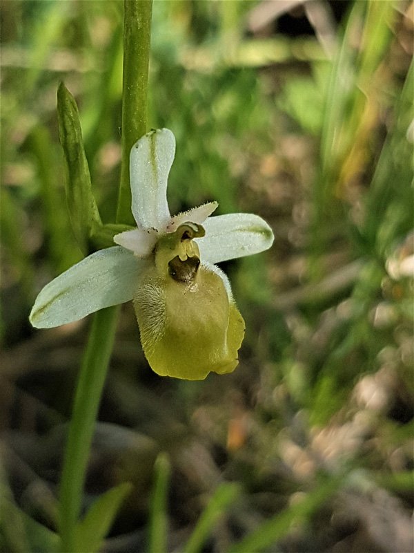 Ophrys tetraloniae - Apocromia - Foto Isabella Mora {F 6494}