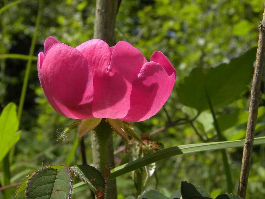 <i>Rosa gallica</i> L.