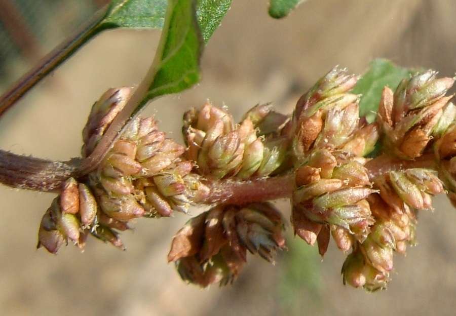 <i>Amaranthus deflexus</i> L.