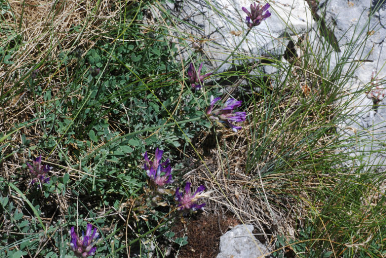 <i>Astragalus vesicarius</i> L. subsp. <i>vesicarius</i>
