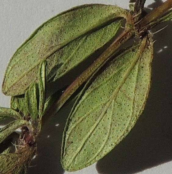 <i>Thymus praecox</i> Opiz subsp. <i>polytrichus</i> (A.Kern ex Borbás) Jalas