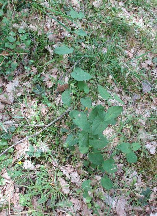 <i>Aristolochia rotunda</i> L. subsp. <i>insularis</i> (E.Nardi & Arrigoni) Gamisans