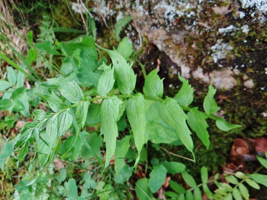 <i>Valeriana stolonifera</i> Czern. subsp. <i>angustifolia</i> Soó
