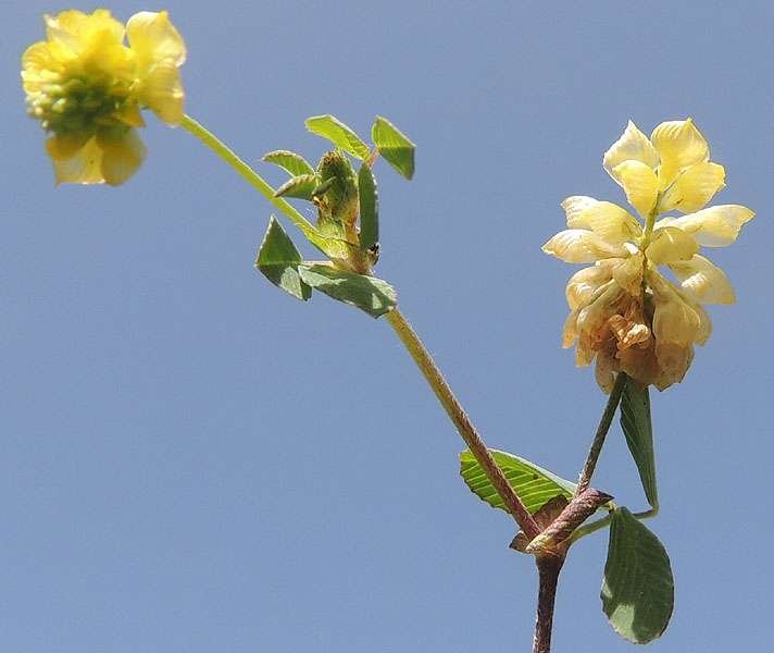 <i>Trifolium campestre</i> Schreb.