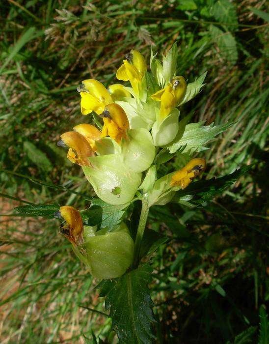 <i>Rhinanthus angustifolius</i> C.C.Gmel. subsp. <i>angustifolius</i>
