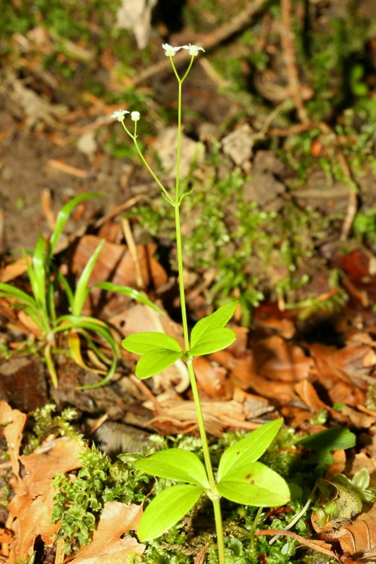 Galium rotundifolium L. subsp. rotundifolium