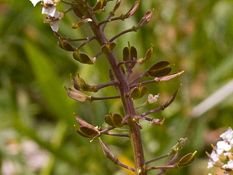 <i>Lepidium villarsii</i> Gren. & Godr. subsp. <i>villarsii</i>