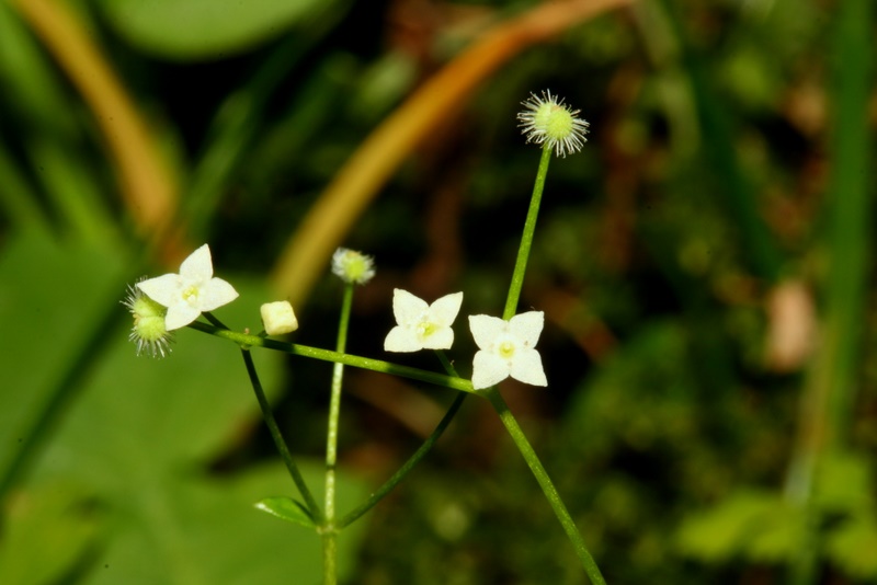 Galium rotundifolium L. subsp. rotundifolium