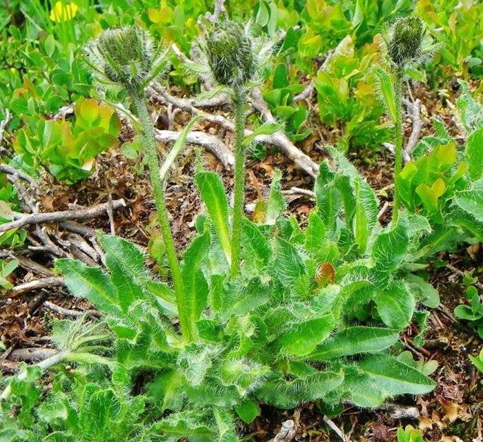 <i>Hieracium alpinum</i> L.