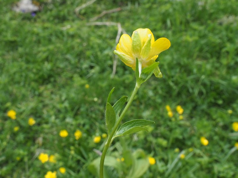 <i>Ranunculus villarsii</i> DC.