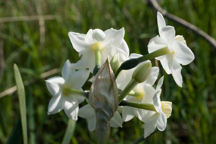 <i>Narcissus Tazetta</i> Daffodil Group (Division 8)