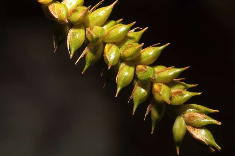 <i>Carex punctata</i> Gaudin