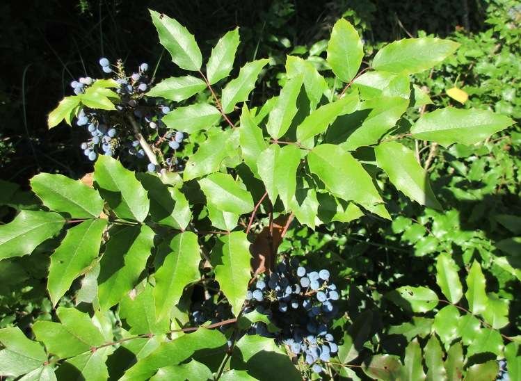 <i>Mahonia aquifolium</i> (Pursh) Nutt.