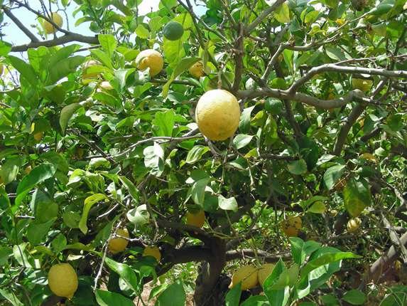 <i>Citrus x limon</i> (L.) Osbeck
