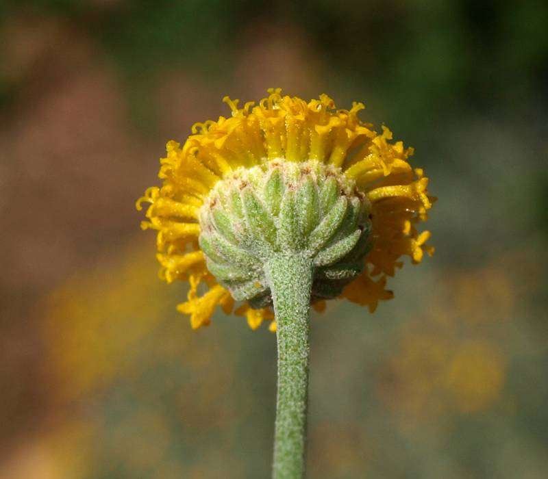 <i>Santolina chamaecyparissus</i> L.