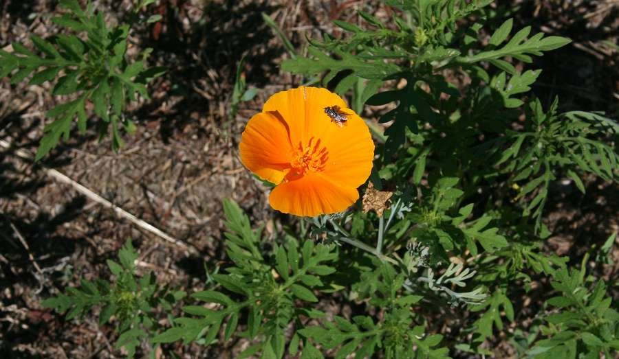 Eschscholzia californica Cham. 2.jpg