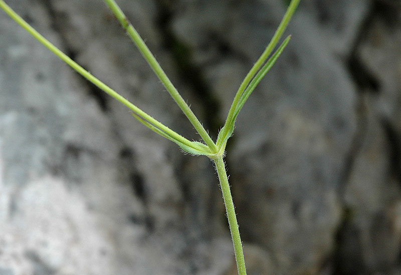 <i>Knautia ressmannii</i> (Pacher) Briq.