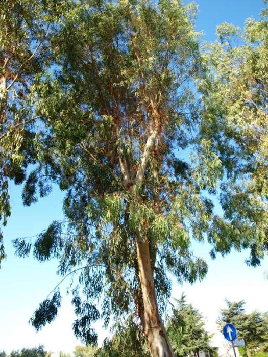 <i>Eucalyptus camaldulensis</i> Dehnh. subsp. <i>camaldulensis</i>