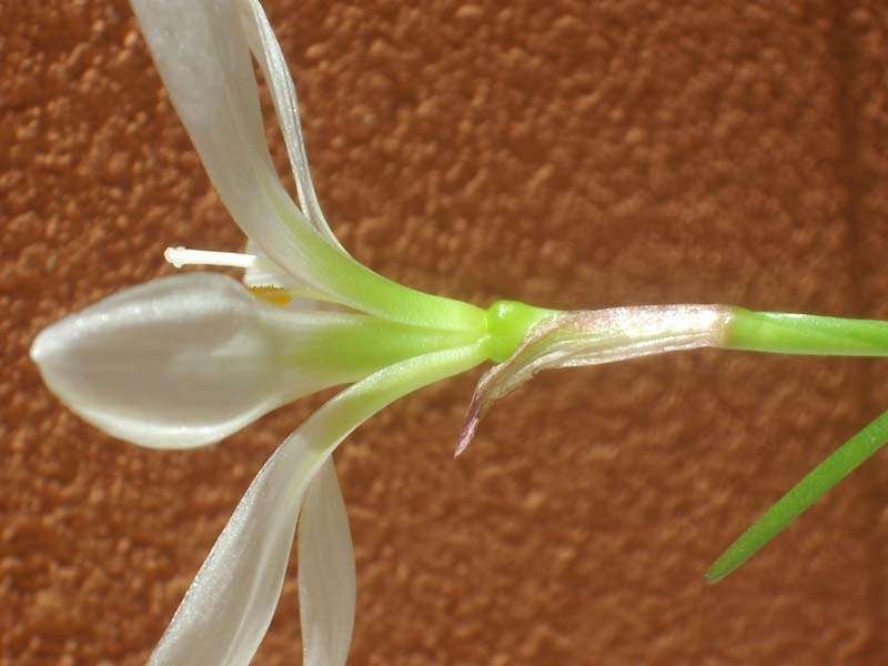 <i>Zephyranthes candida</i> (Lindl.) Herb.