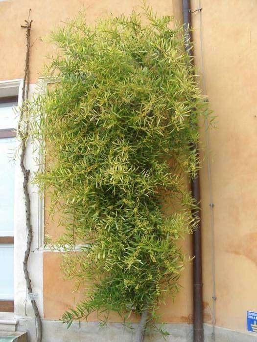<i>Acacia longifolia</i> (Andrews) Willd.