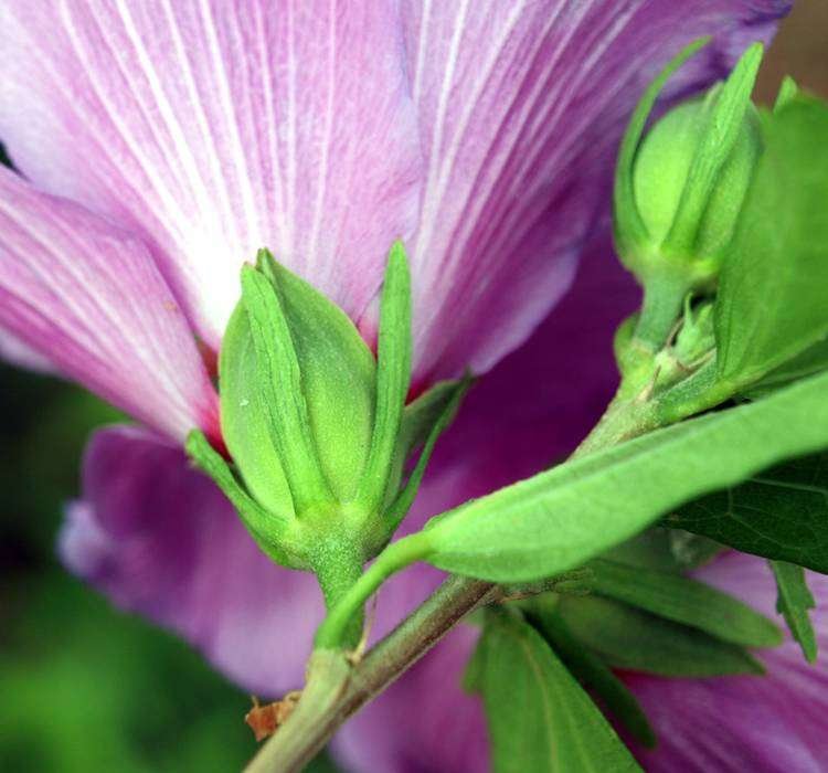 Hibiscus-syriacus6-(7)r.jpg