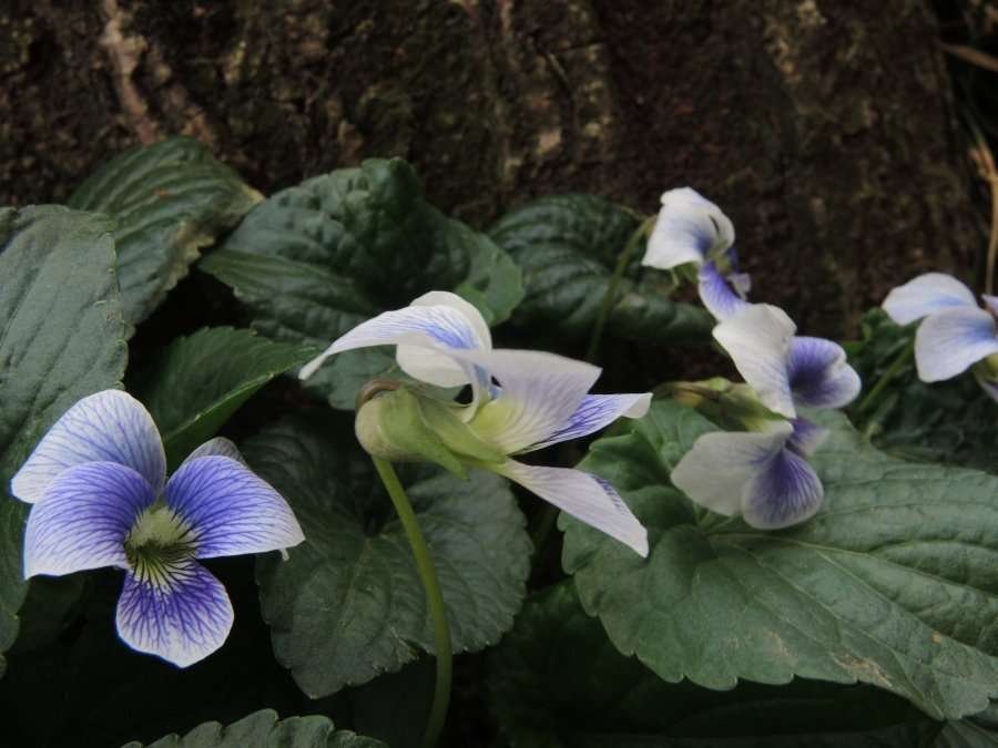 <i>Viola sororia</i> Willd.