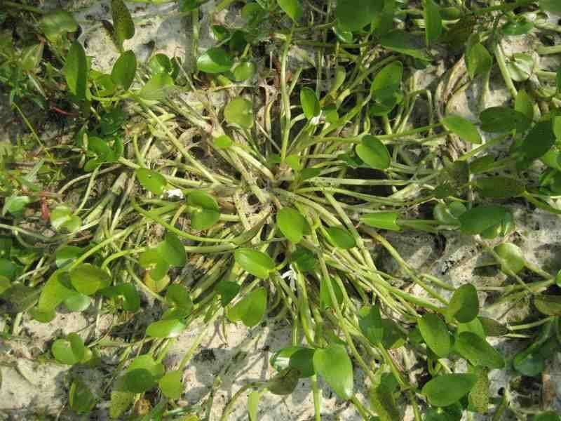 <i>Heteranthera rotundifolia</i> (Kunth) Griseb.