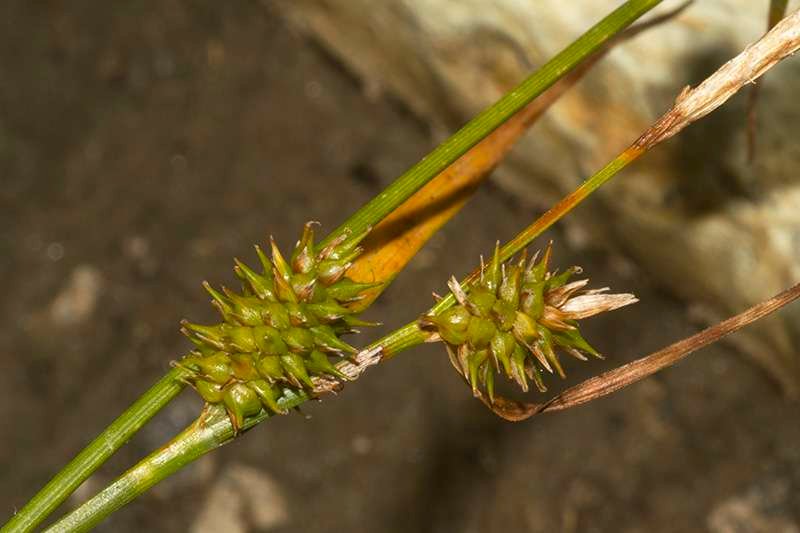<i>Carex lepidocarpa</i> Tausch subsp. <i>lepidocarpa</i>