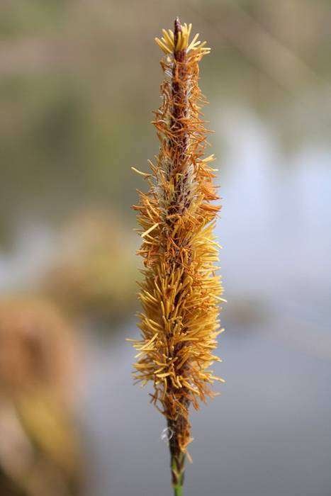 <i>Carex elata</i> All. subsp. <i>elata</i>