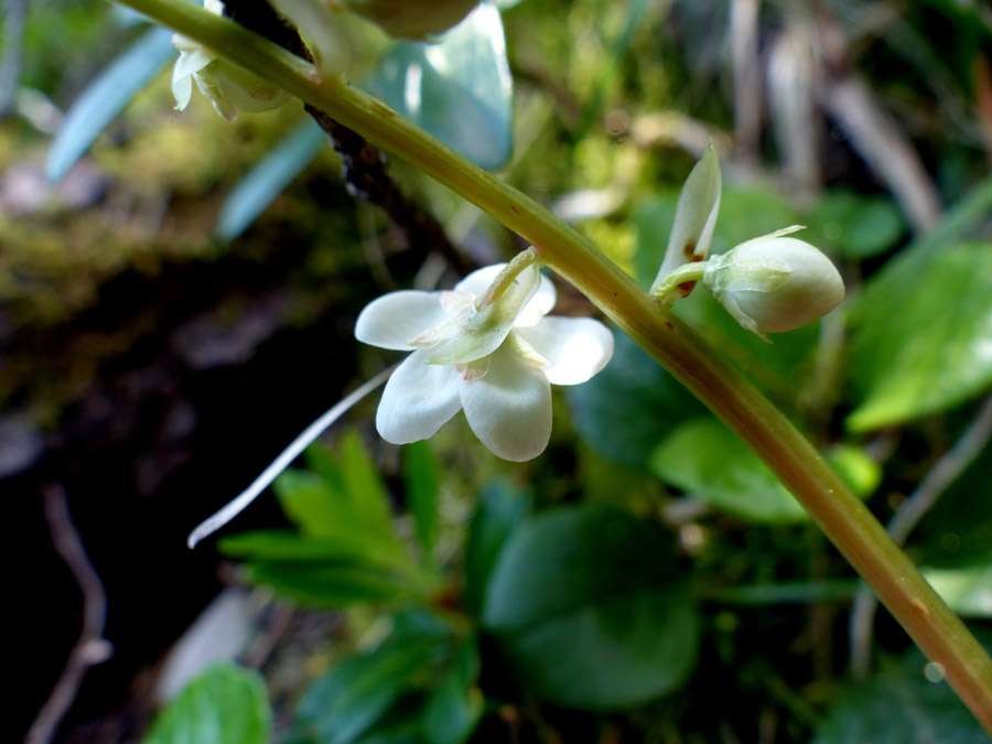 <i>Pyrola rotundifolia</i> L. subsp. <i>rotundifolia</i>