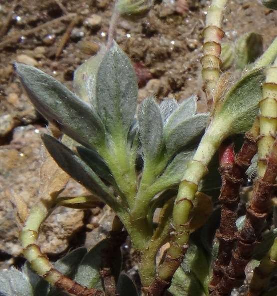 <i>Helianthemum oelandicum</i> (L.) Dum.Cours. subsp. <i>incanum</i> (Willk.) G.López