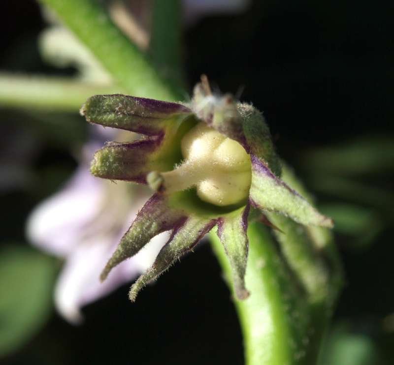 <i>Solanum melongena</i> L. subsp. <i>melongena</i>