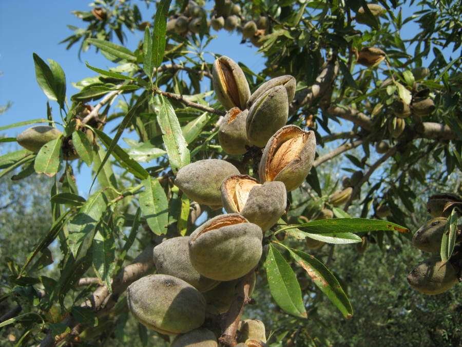 <i>Prunus dulcis</i> (Mill.) D.A.Webb